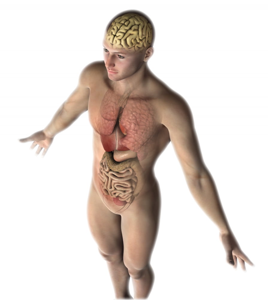 Tratamiento disbiosis intestinal