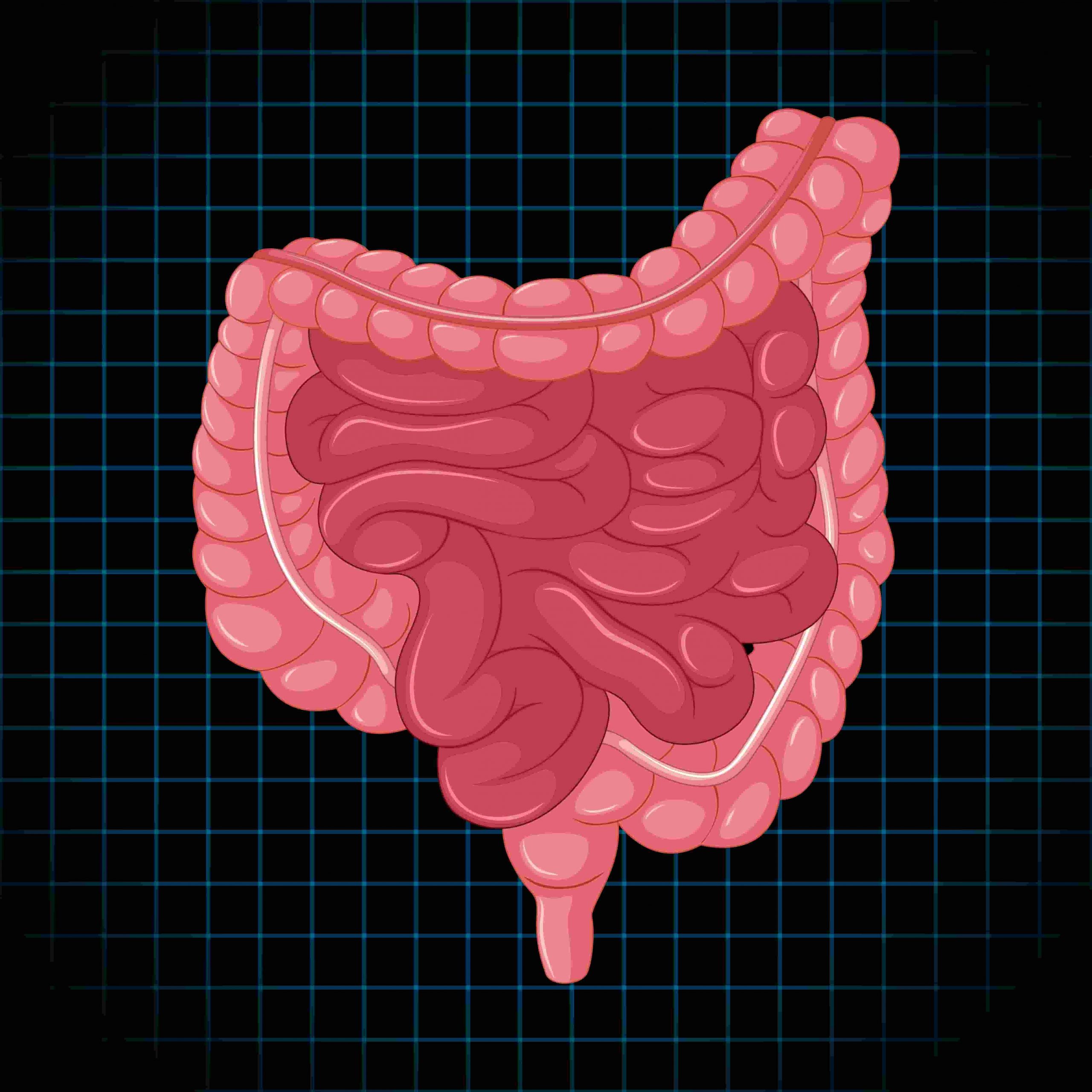 permeabilidad intestinal tratamiento 


