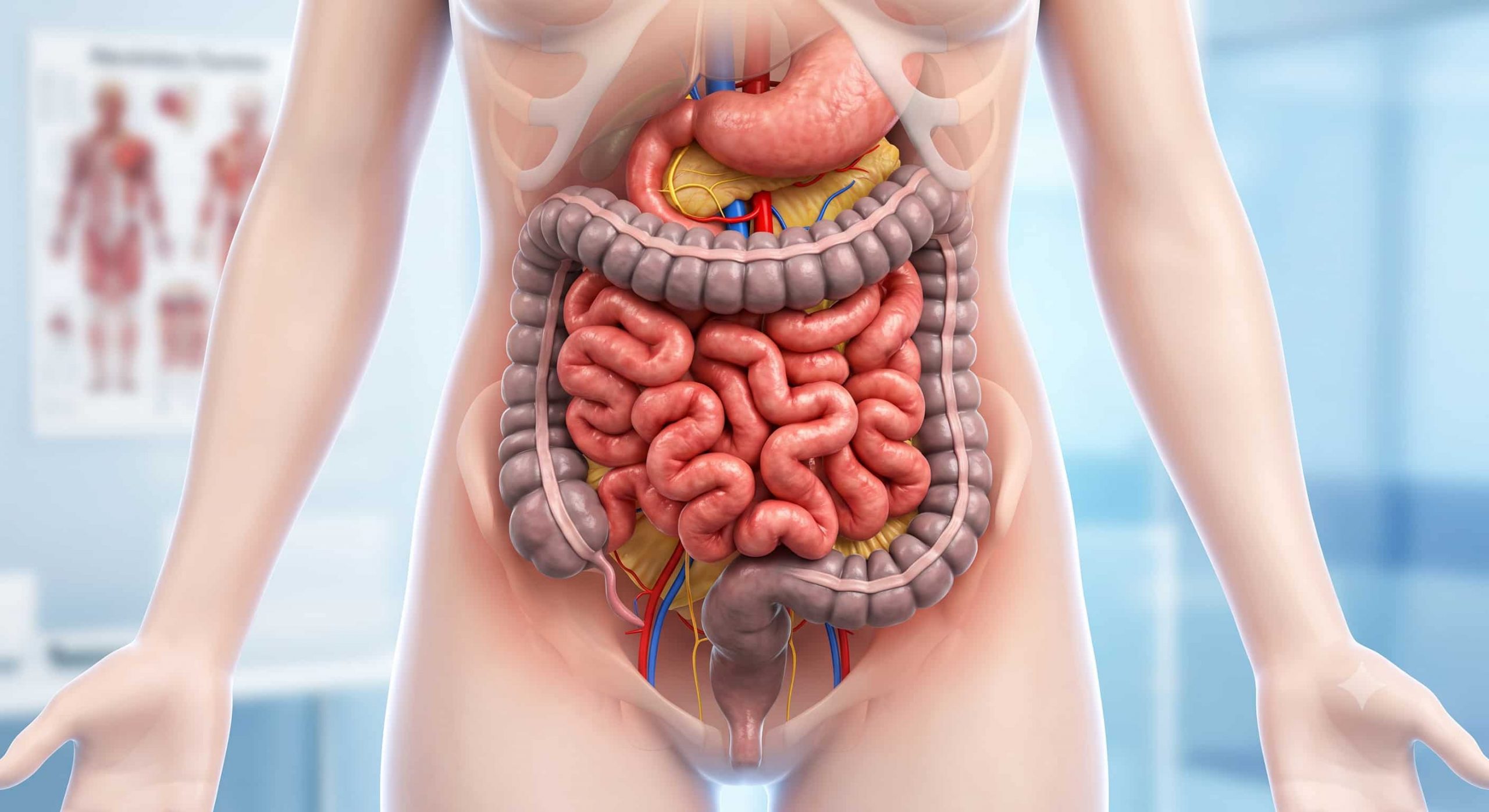 consulta permeabilidad intestinal tratamiento natural